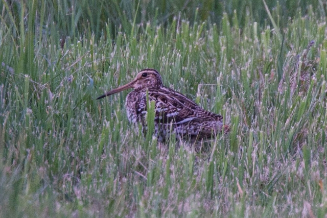 Great Snipe (1) CC Ron Knight