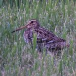 Snipes and Dowitchers
