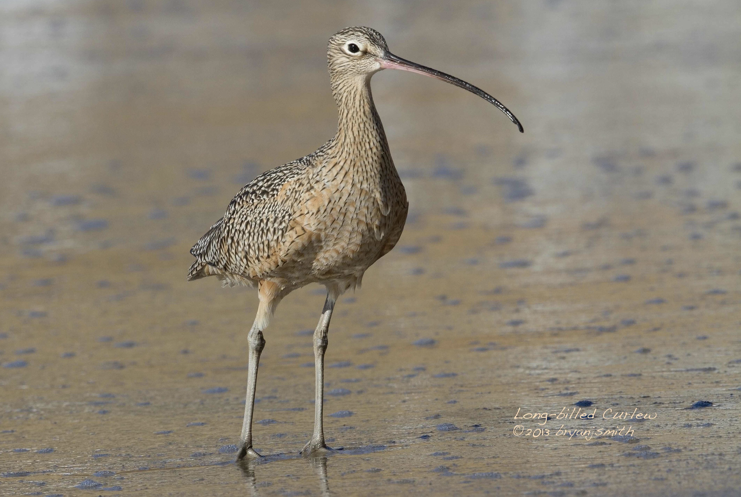 Long-billed Curlew © Bryan J. Smith
