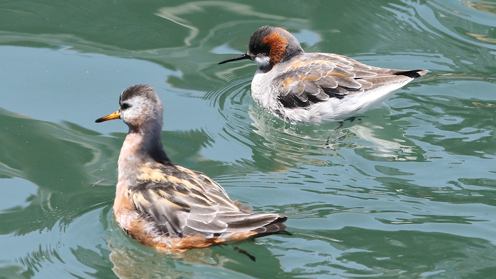 Red-necked and Red Phalarope (2) © Barry Madden