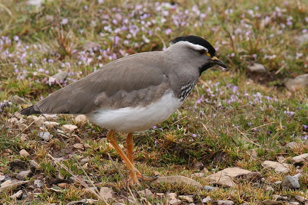 Spot-breasted Lapwing © Kris Maes