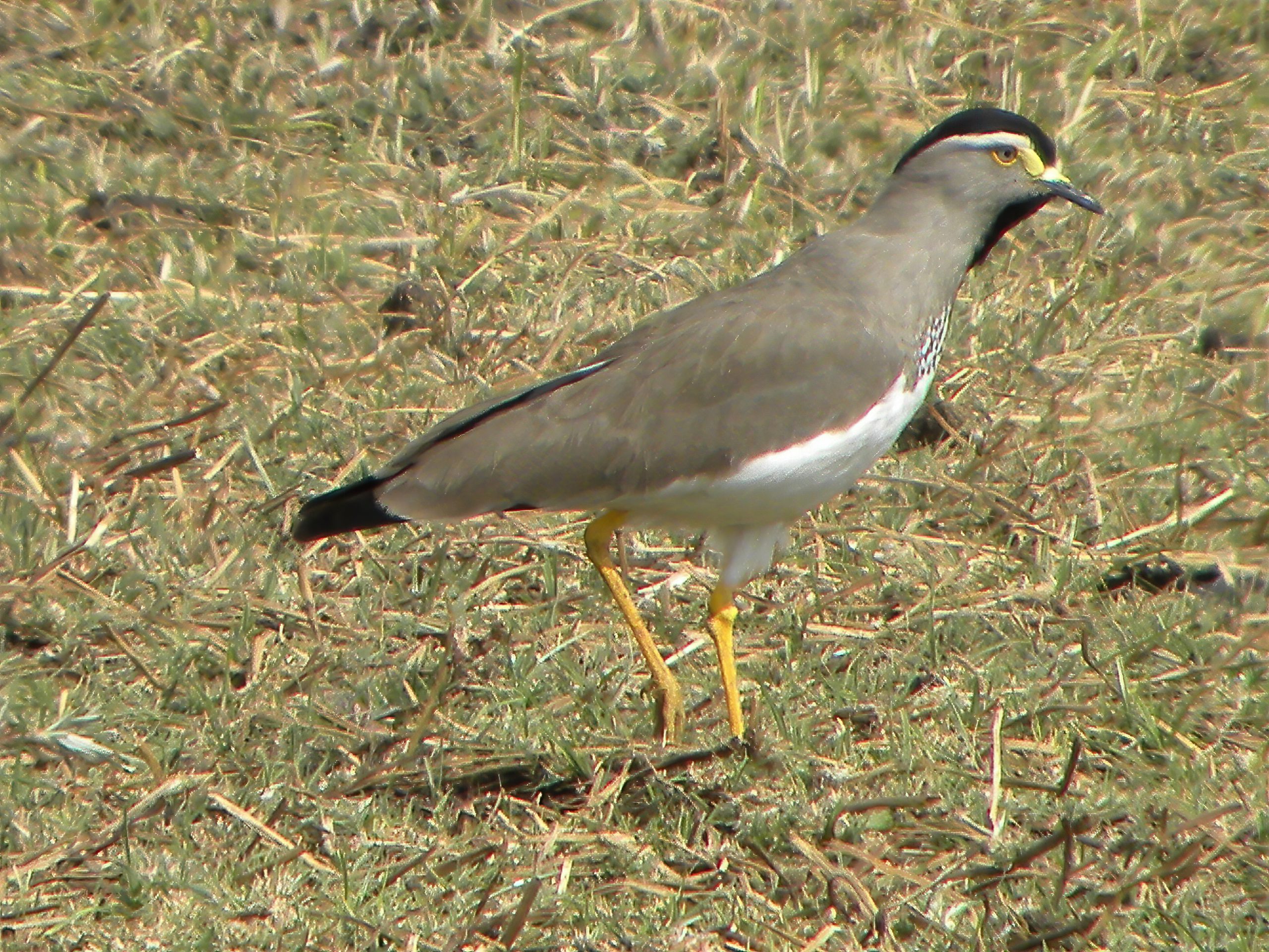 Spot-breasted Lapwing © Dougie Dickson