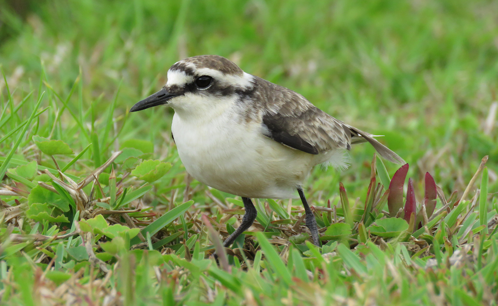 St. Helena Plover (1) © Keith Betton