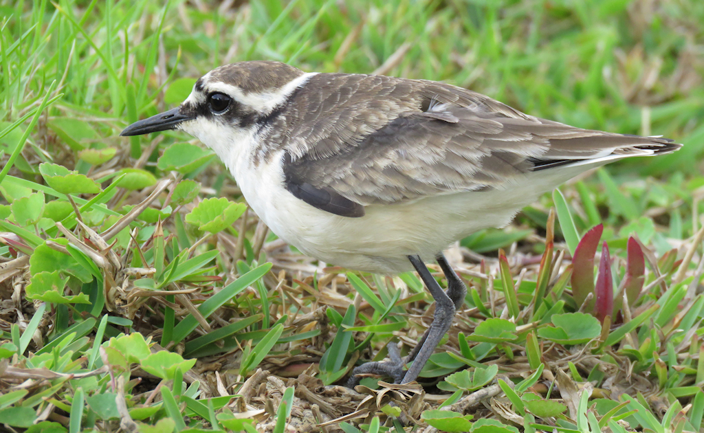St. Helena Plover (3) © Keith Betton