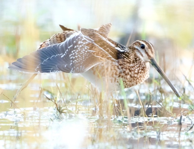 Common Snipe © Robert Page (1)