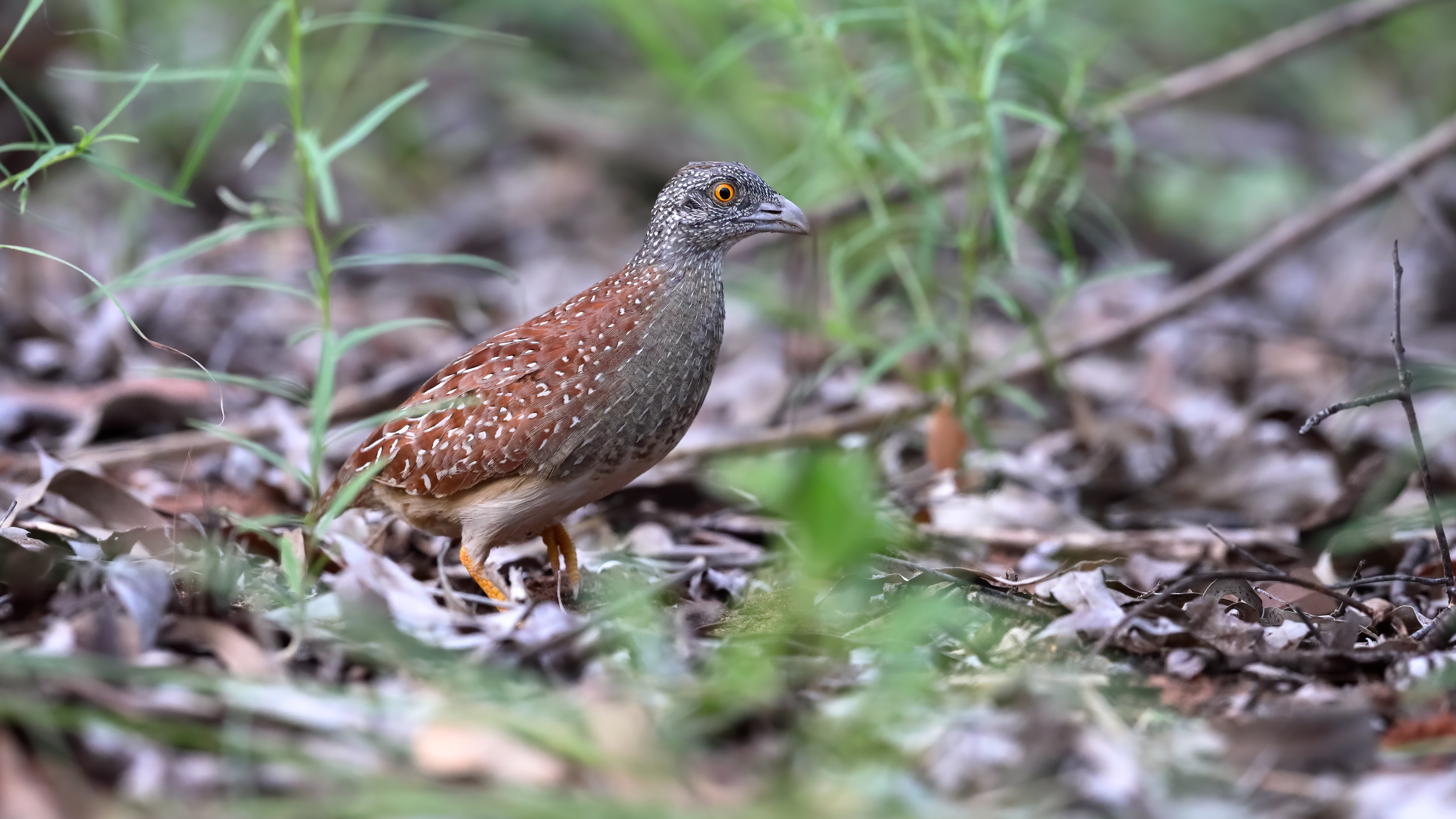 Chestnut-backed Buttonquail © Chris Young