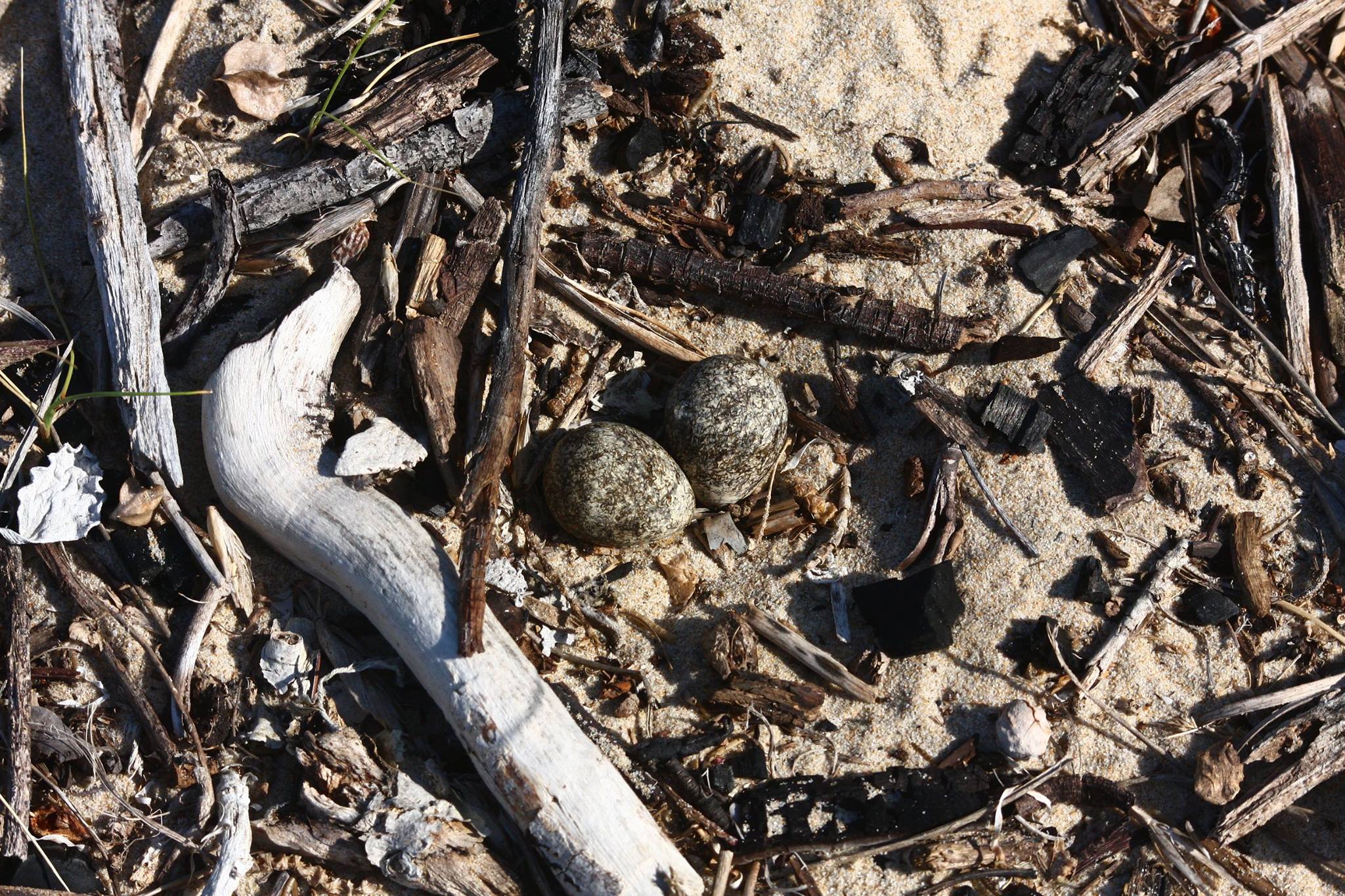 Three-banded Plover nest and eggs © Nature's Valley Trust