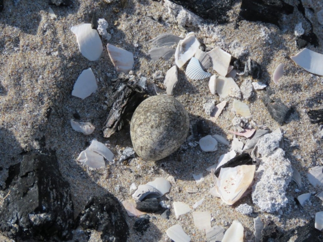 Three-banded Plover egg © Brittany Arendse