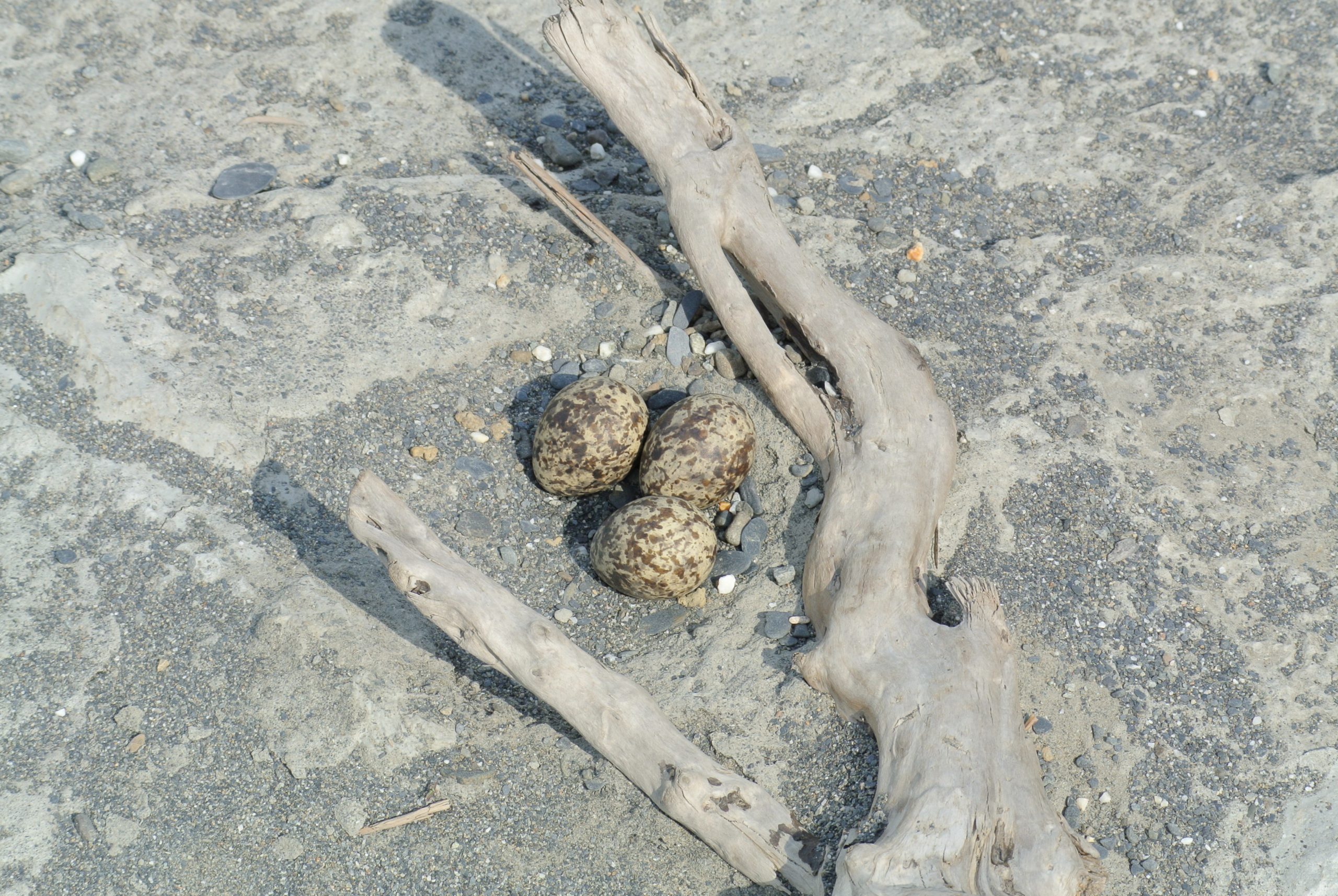 Oriental Pratincole nest and eggs (2) © ChungYu Chiang