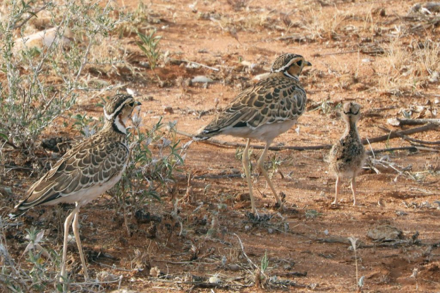 Three-banded-Courser © Dr Sonia Jupp