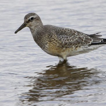 How are waders being affected by a warming tundra?