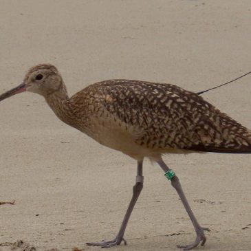 Guest blog 2: Intermountain Bird Observatory Long-billed Curlew Project Update – Heather Hayes