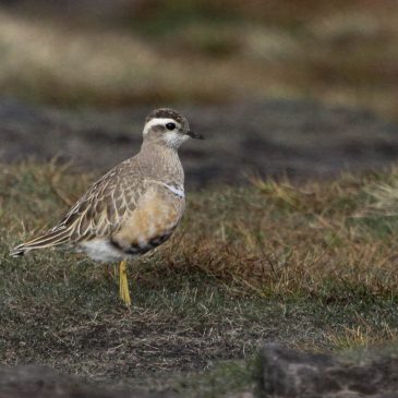 Dotterel; What’s in a name?
