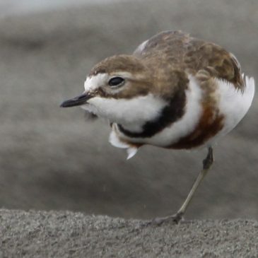 Double-banded Plover uplisted to Near Threatened.