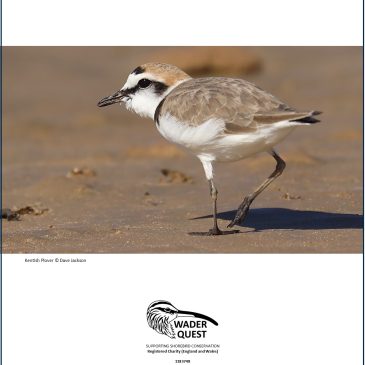 Kentish Plover; What’s In A Name?