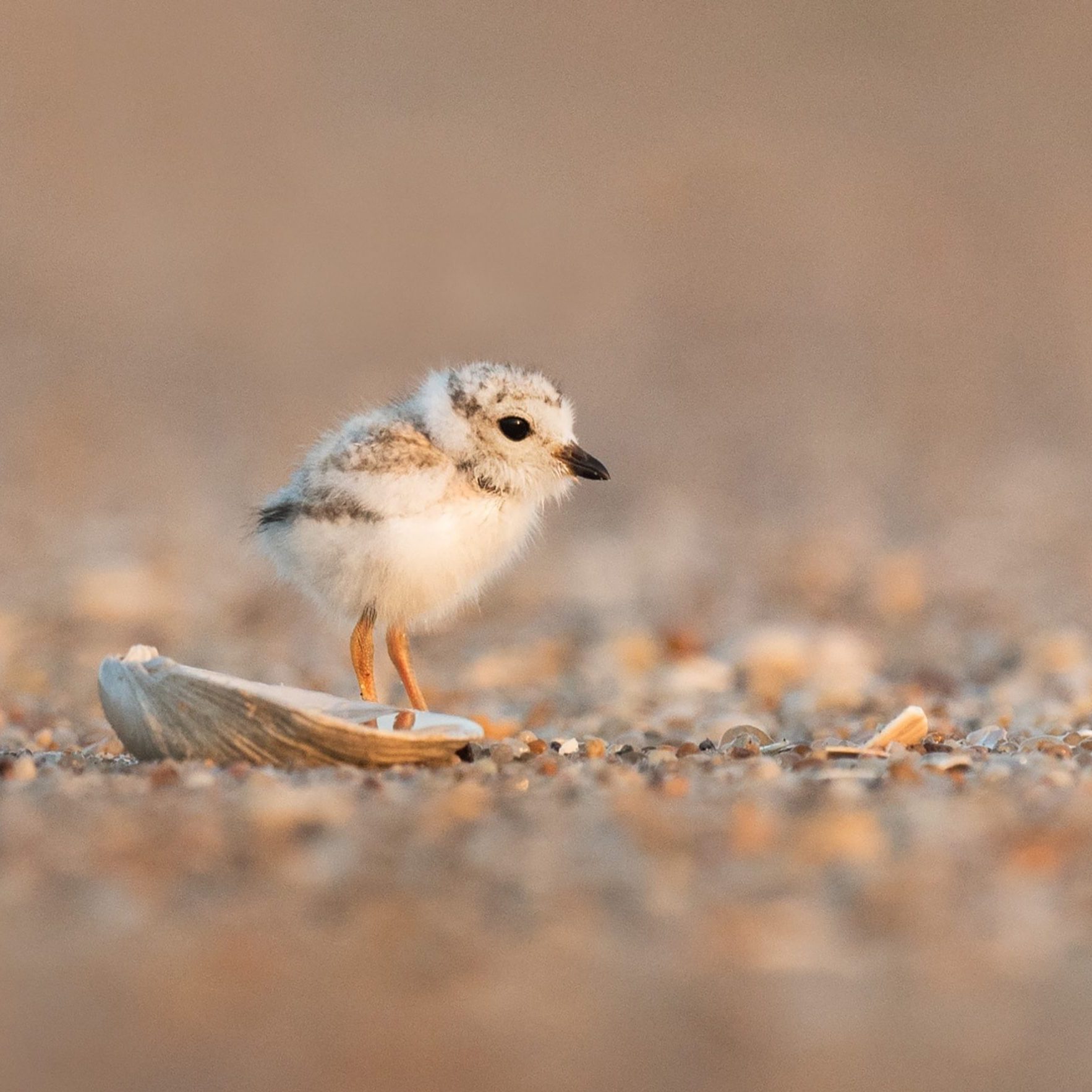 1Piping Plover chick © Ray Hennessy