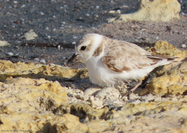 Female Snowy Plover and Eggs © Jacqueline A. Cestero