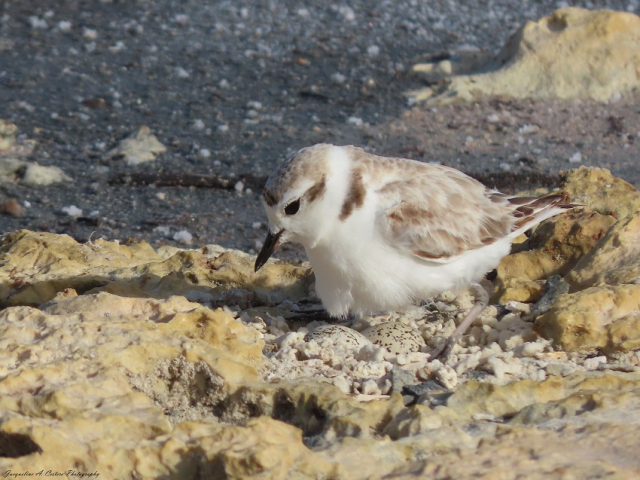 Male Snowy Plover and Eggs © Jacqueline A. Cestero