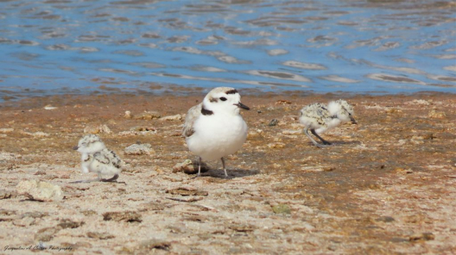 Adult Snowy Plover with two chicks © Jacqueline A. Cestero