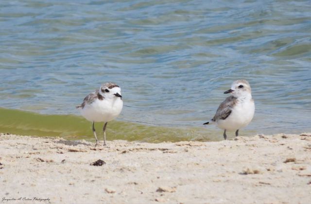 Adult Snowy Plover and 8 week old chick © Jacqueline A. Cestero