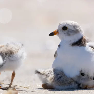 Record Numbers of Piping Plovers Nest on Massachesetts Beaches